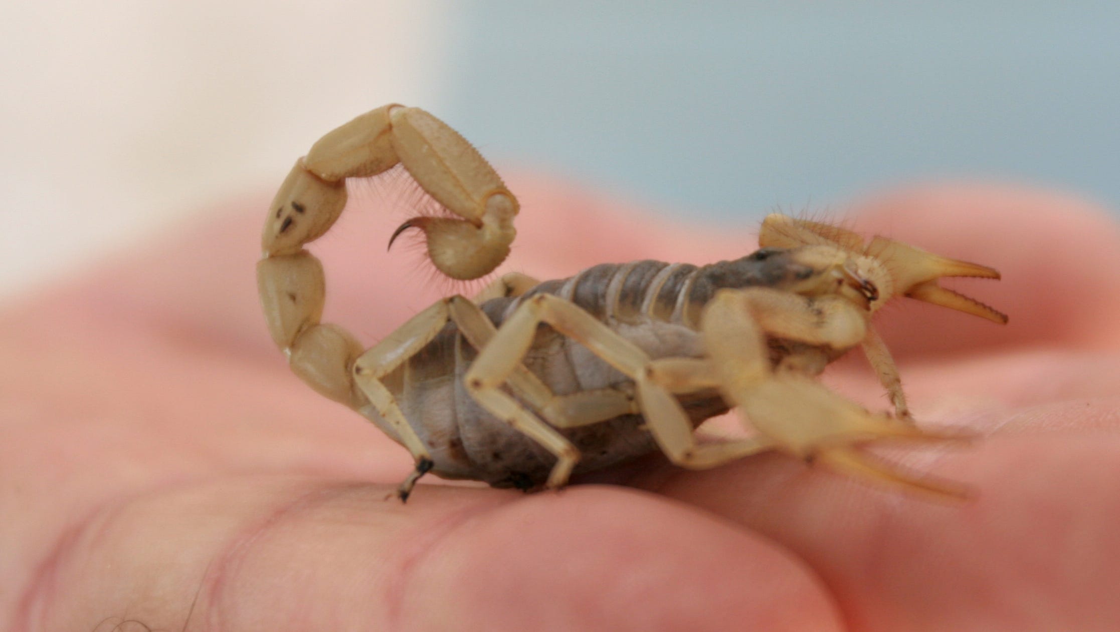 Nighttime Scorpion Hikes In Maricopa County Parks