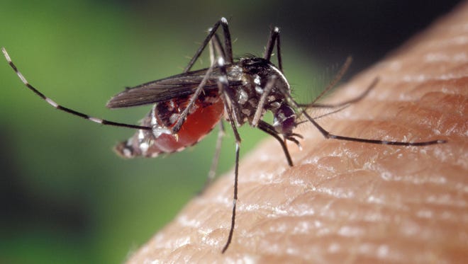 Some mosquitoes can spread illnesses, including West Nile virus.