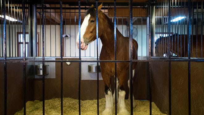 Sumo, one of the famous Budweiser clydesdales, stands in his stall during the the Hammer 'n' Ale fundraiser hosted by Fort Collins Habitat for Humanity at the Anheuser-Busch brewery Thursday, July 10, 2014.