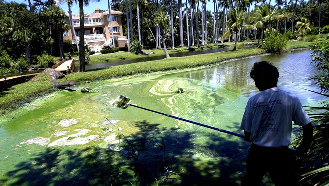 Francisco Hernandez skims dying blue-green algae from  Hoggs Cove in the St. Lucie River at Sewall's Point during a massive bloom throughout the estuary in 2005.