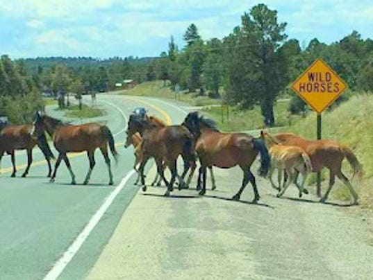 Wild-Horses-crossing
