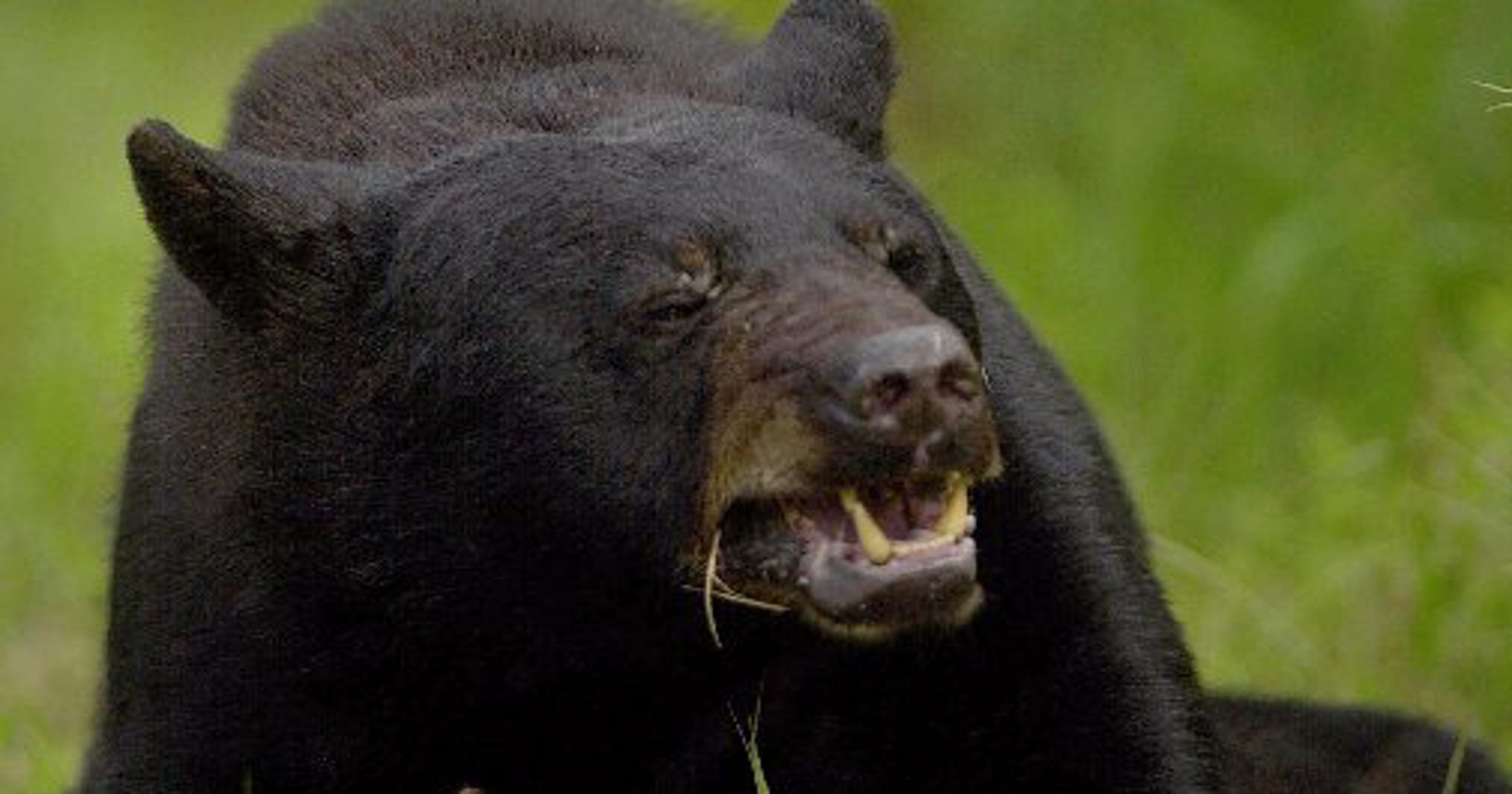 12yearold girl attacked by bear while running