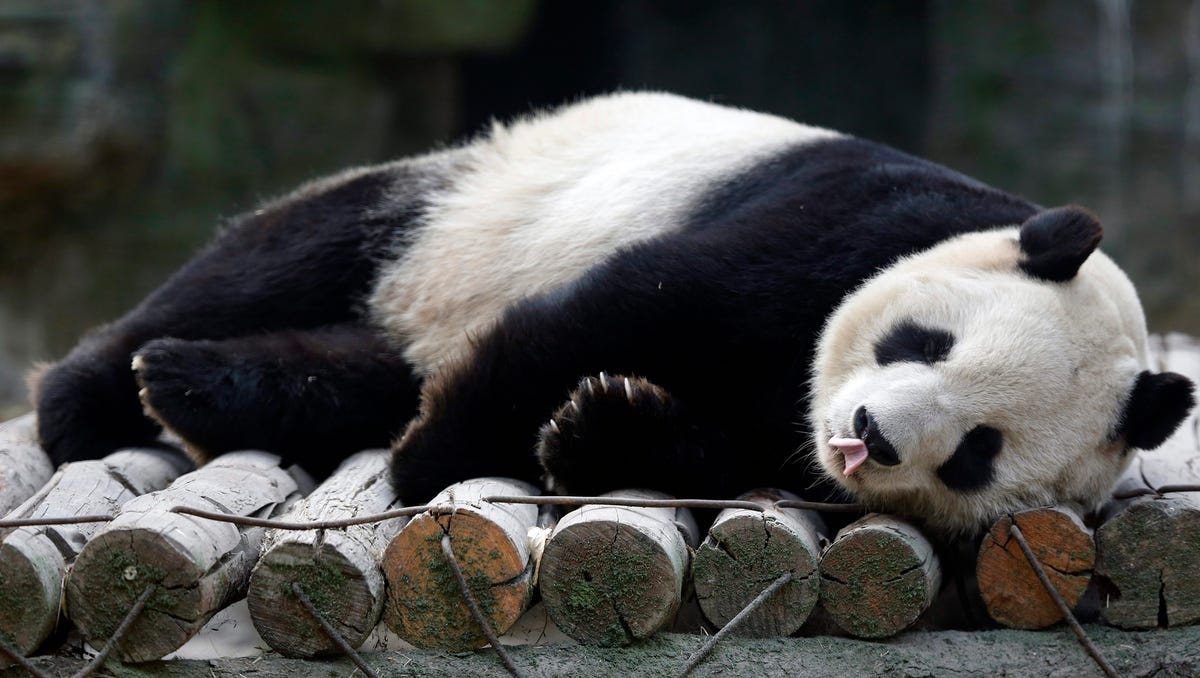 Giant Pandas In China