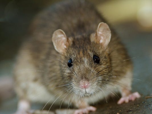 Rat Problems 5 Ways To Get Rid Of Them Without Poison