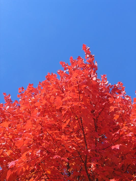 Coloring Pictures Autumn Track fall color39s red yellow orange show in Michigan