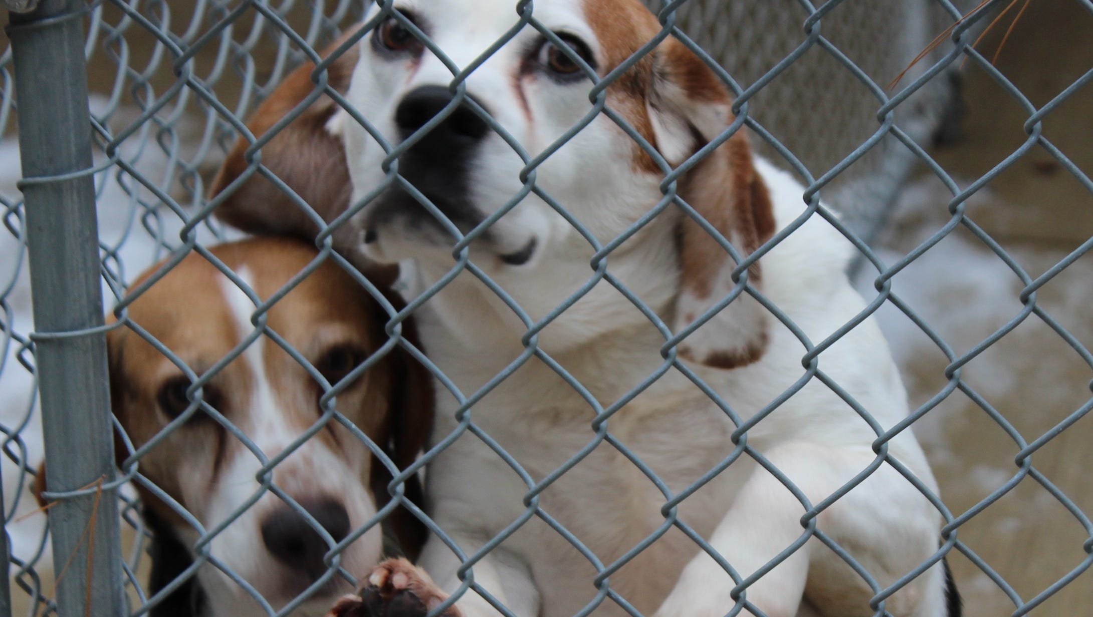Humane society, pound have animals ready to adopt