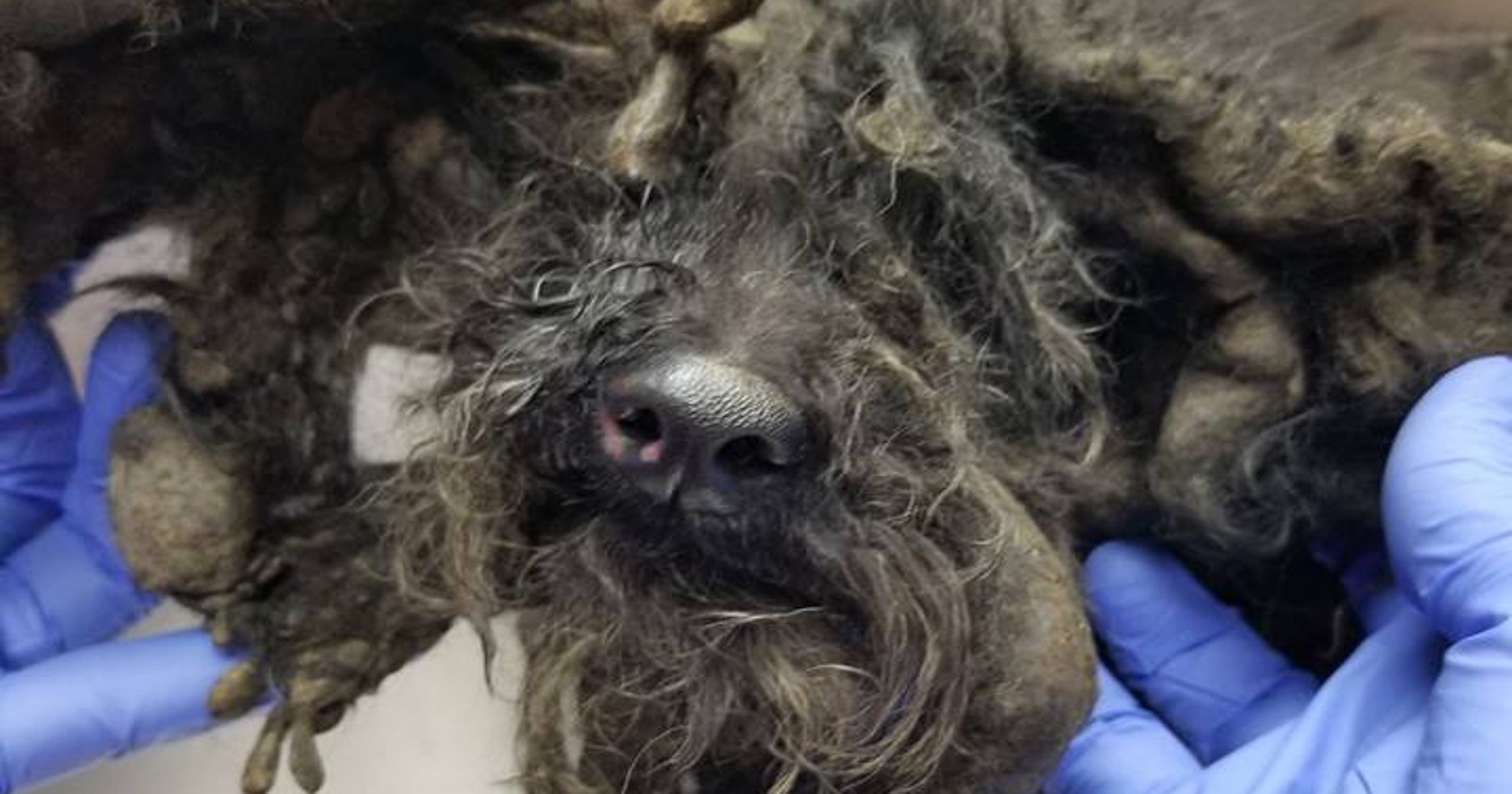Neglected Animals Rescued From Horrific Conditions In Seaford