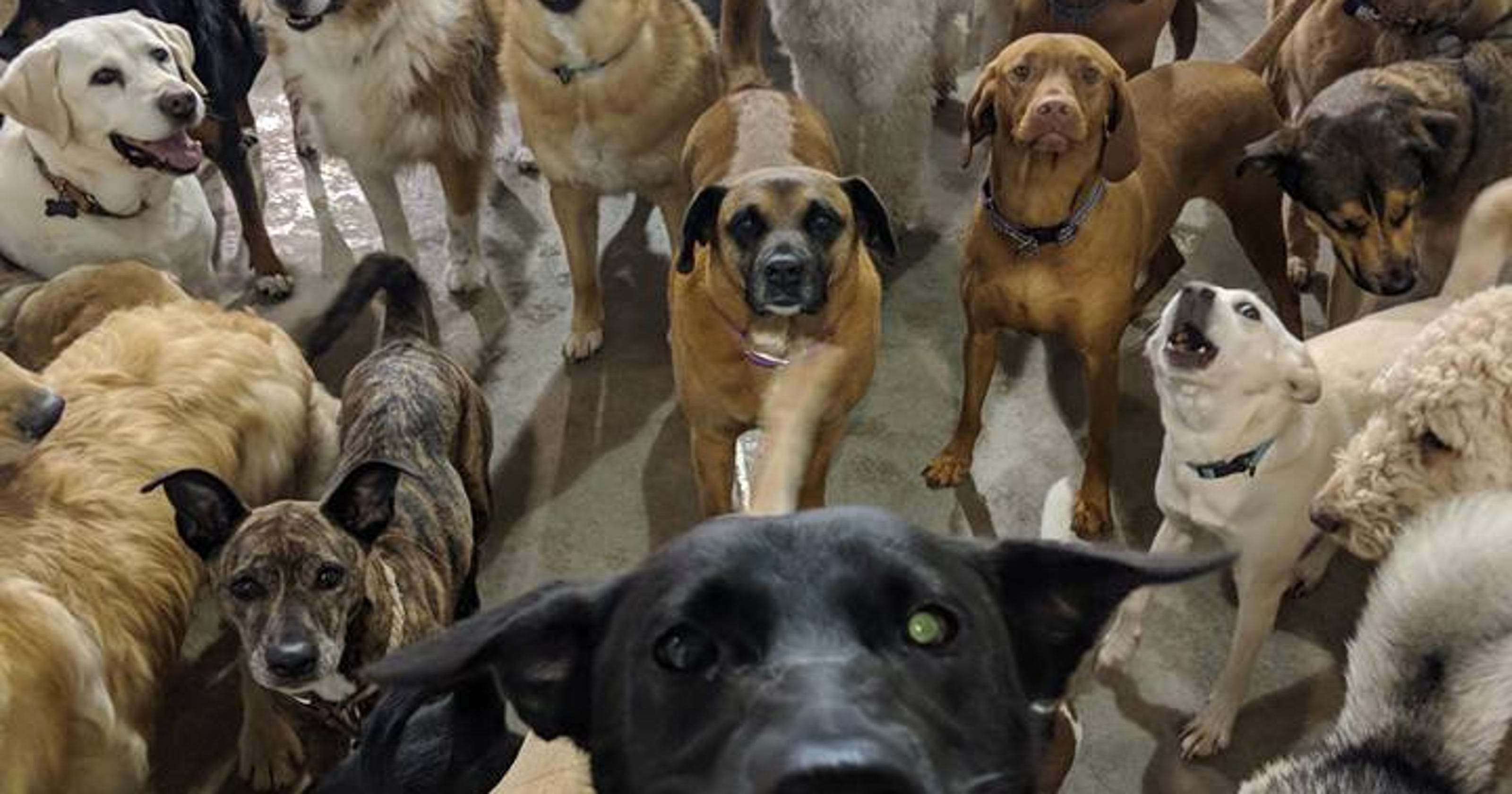 This pack of dogs at a Loveland doggy day care just took the most epic