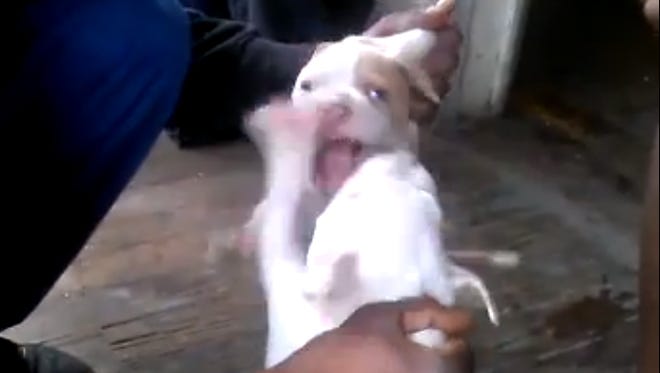 The Yazoo City Police Department is investigating after a video posted on social media appears to show pit bull puppies being forced to fight.