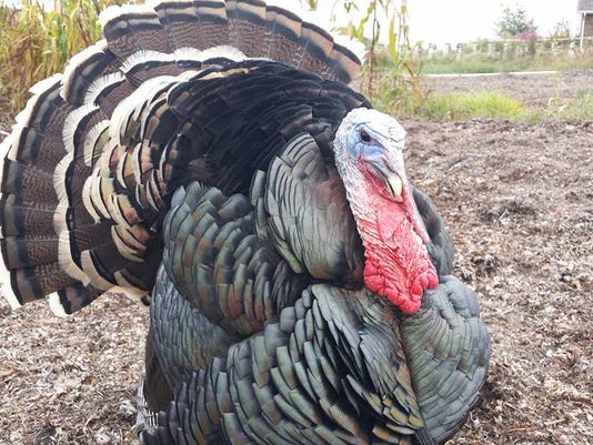 Image result for turkey picture