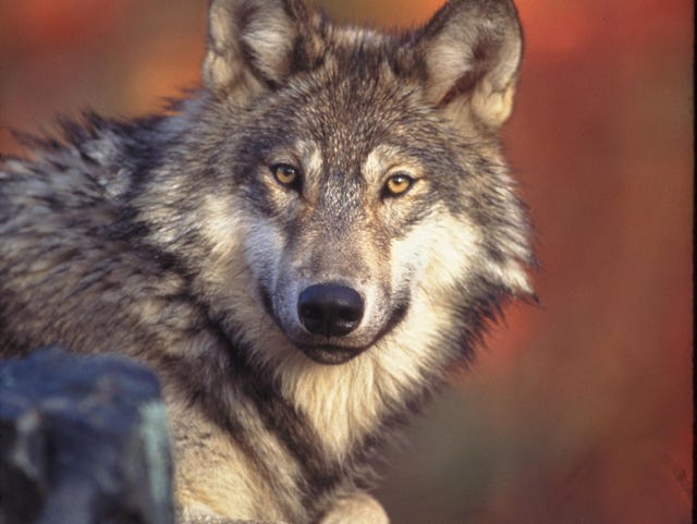 Northern Rockies Gray Wolf Numbers Top 1 900 Animals