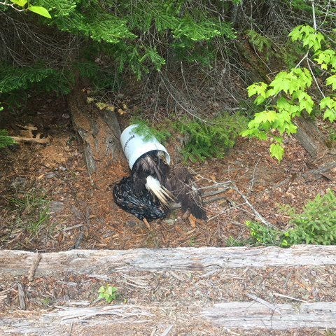 A bald eagle was found dead in a bucket by a...