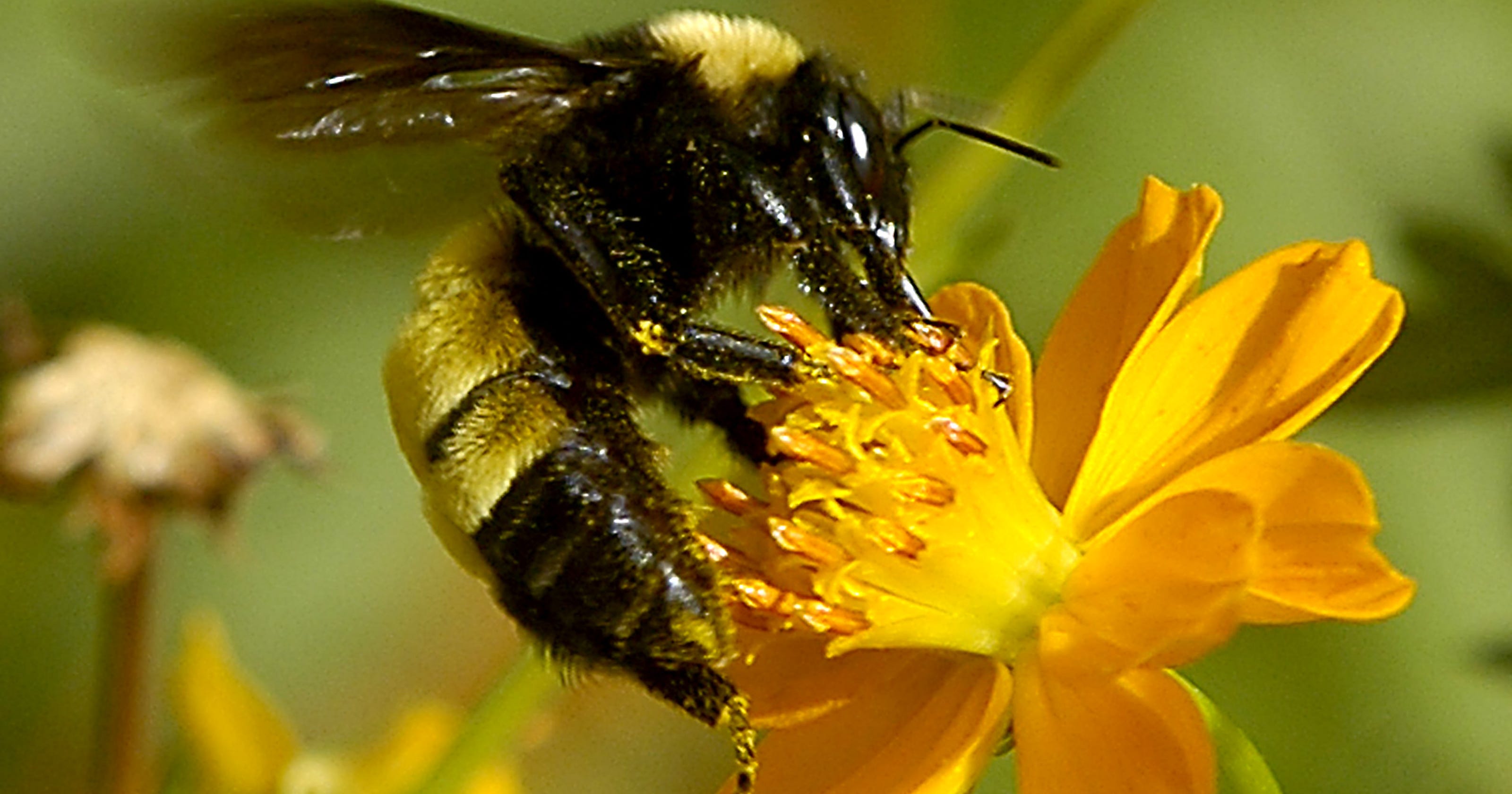 Africanized bees Safety tips and tricks