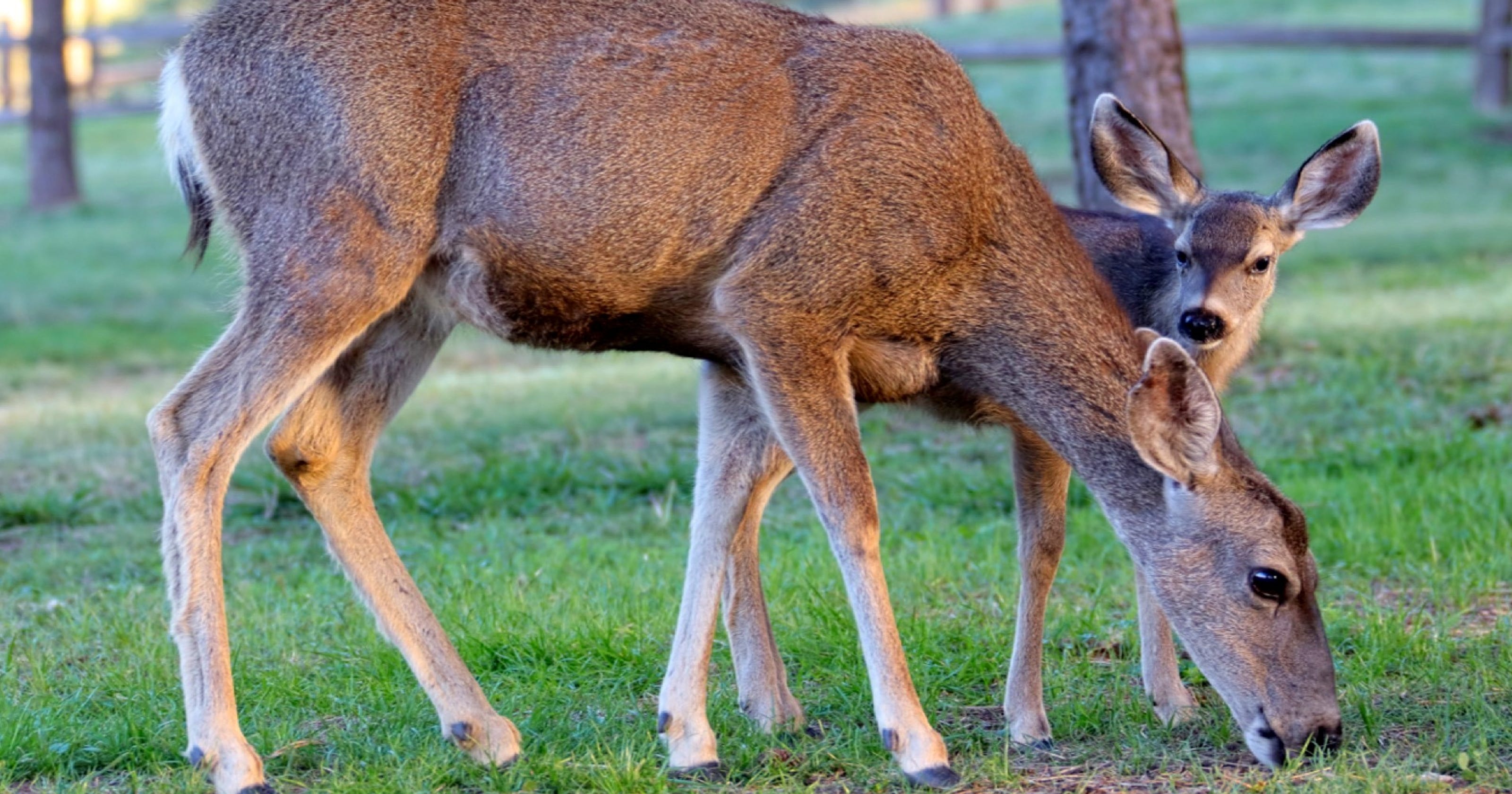 Chronic wasting disease found in deer and elk