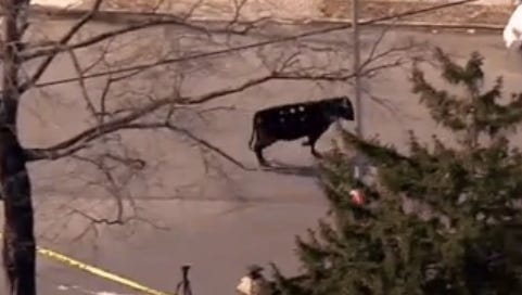 It took more than two hours to capture a rogue cow running through Queens on Tuesday.