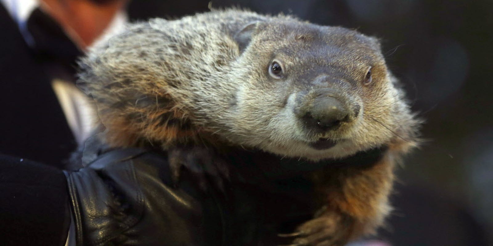 Groundhog Day Facts Phil The Badger The Elixir