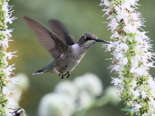 For The Birds The Consequences Of Artificial Flowers
