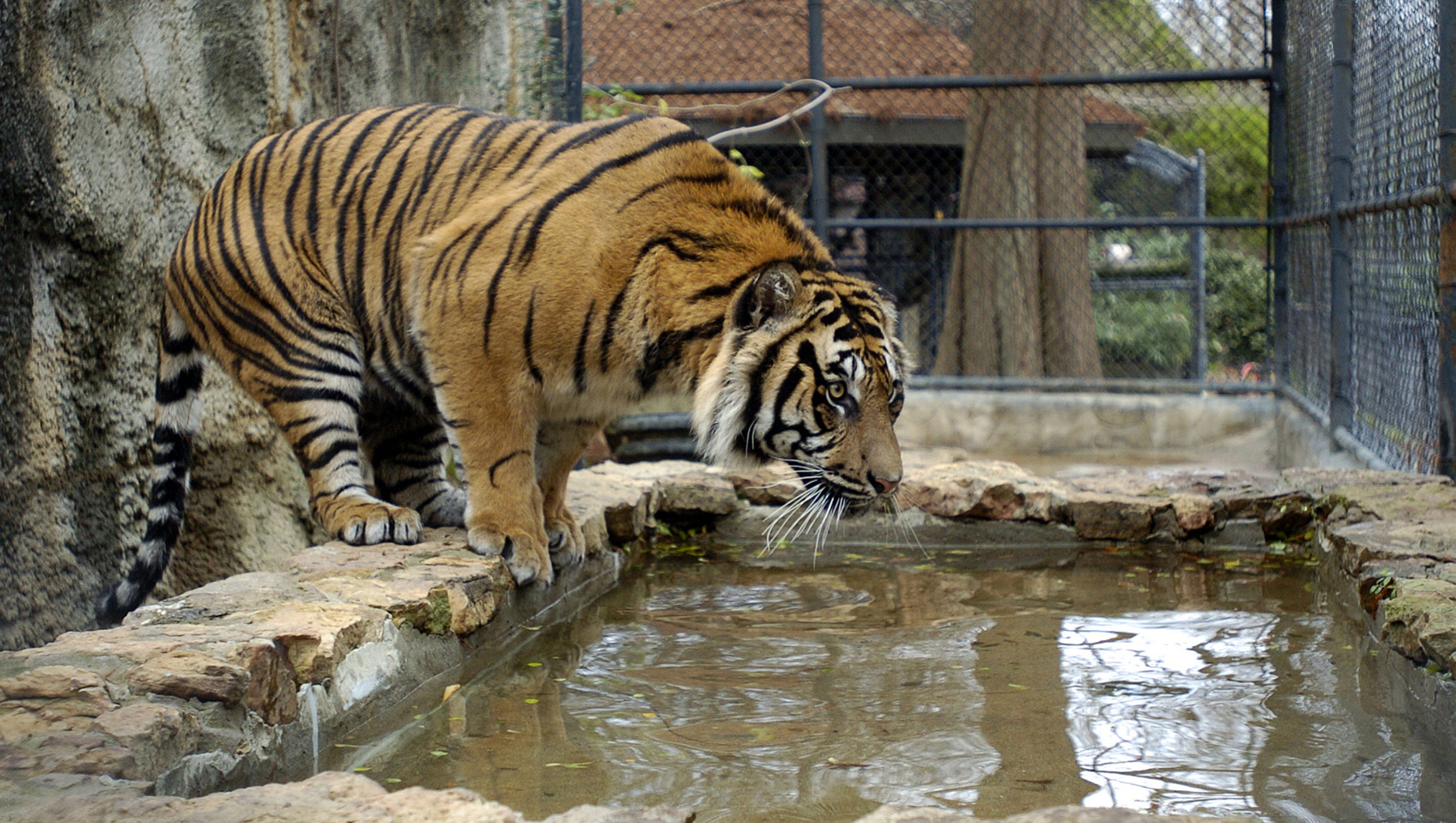 Why the Jackson Zoo is looking to move