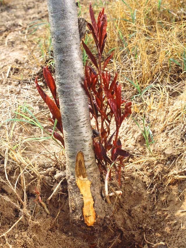 Get Rid Of Water Sprouts And Suckers Before It S Too Late