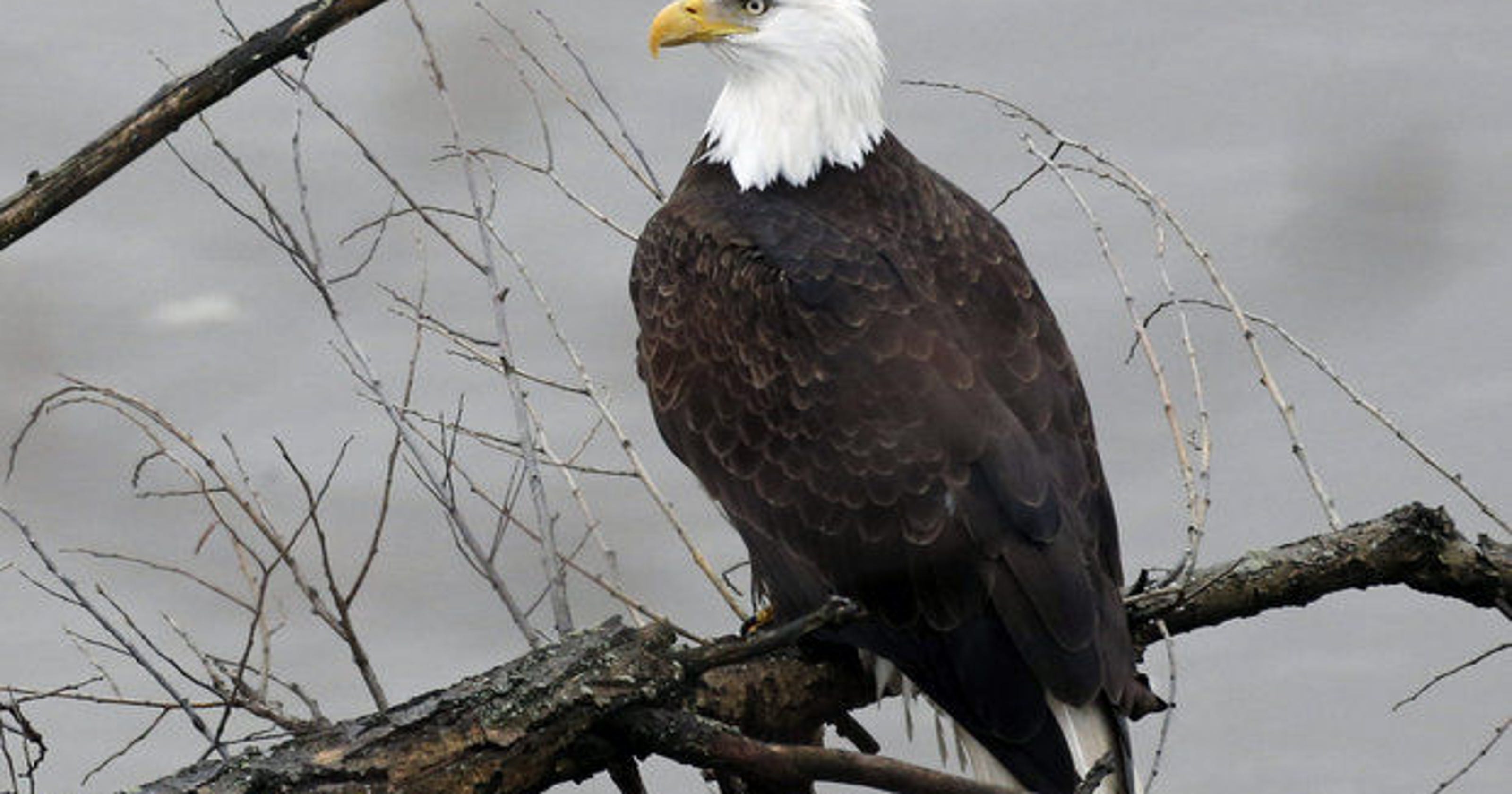 A 38-year-old bald eagle -- the oldest ever in U.S. -- found in Henrietta