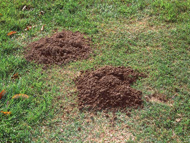 How To Effectively Get Rid Of Gophers No Shovel Required