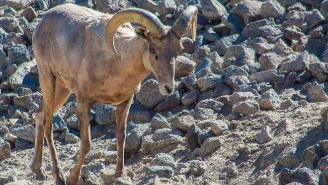 A big horn sheep  in Palm Desert, California. New Mexico wildlife managers are considering a plan to put big horn sheep in the Sacramento Mountains.