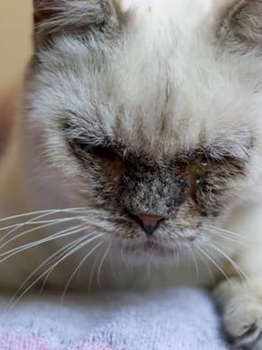 Dead Sick Dehydrated Cats Scattered Dumped In Warren