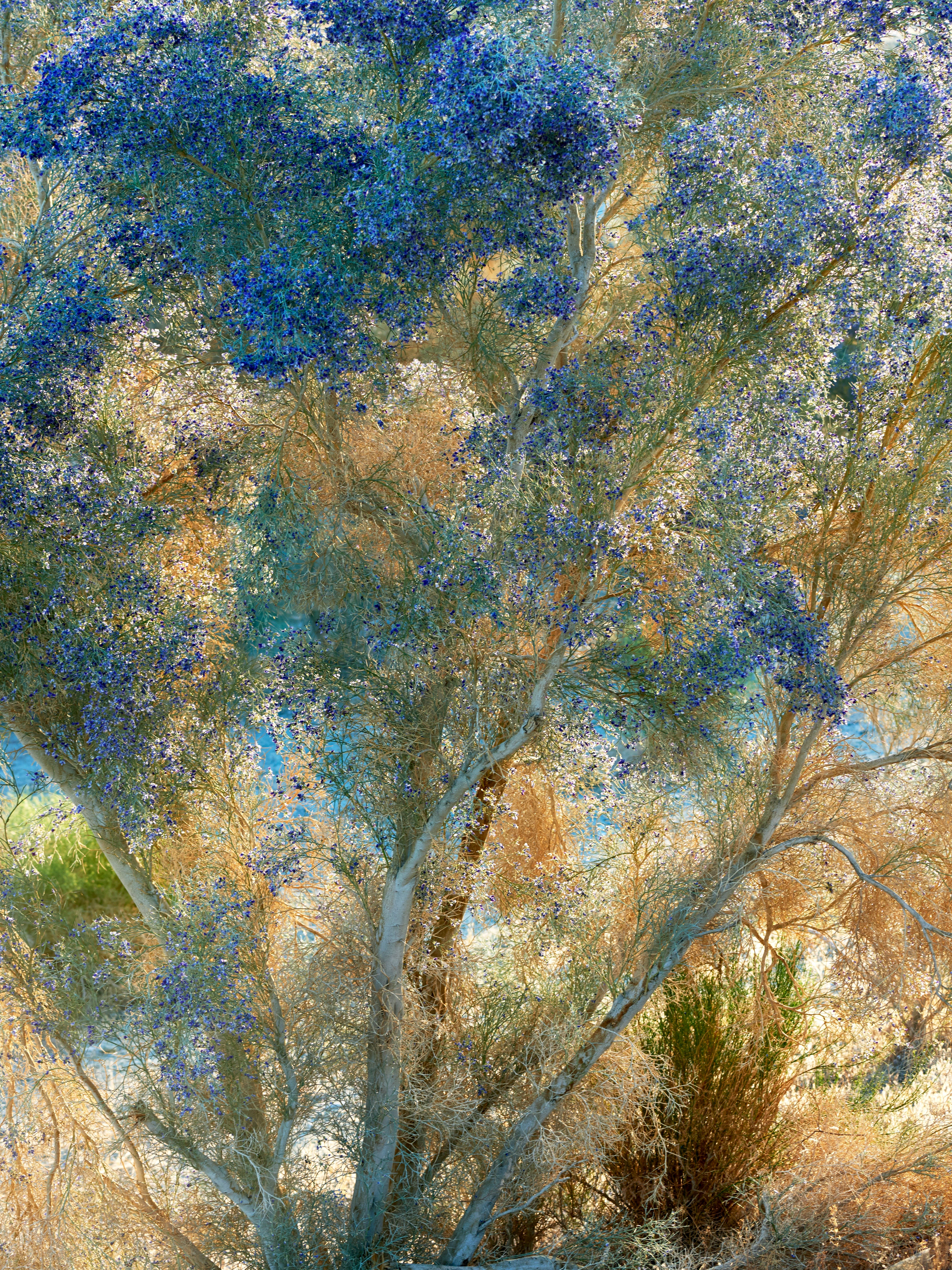 tree of smoke tree of smoke