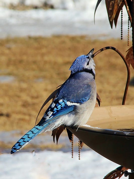West Nile virus found in dead blue jay in Marathon County