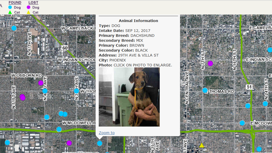 I Lost My Dog How To Find Your Pet In Phoenix