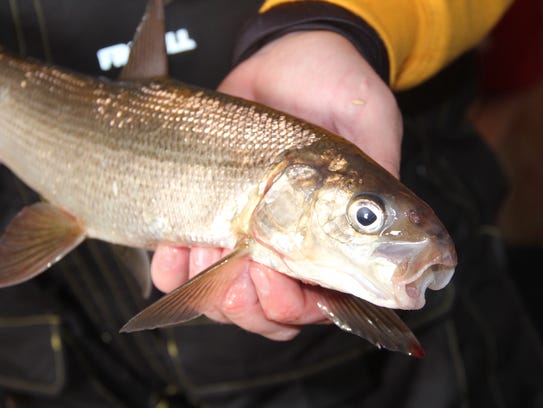 A lake whitefish is held by an angler after it was