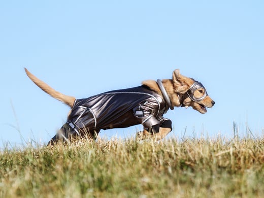 Superhero Puppies In Super Buddies Exclusive Clip