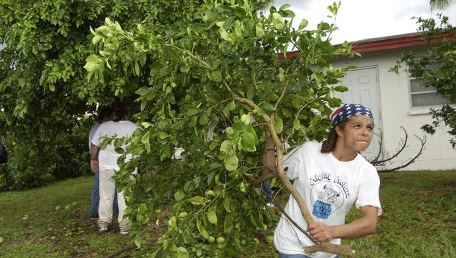 In this 2002 photo, Maria Laureano hauls away the branch of a grapefruit tree that was infected with citrus canker.