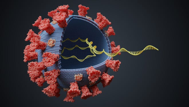 Model of coronavirus molecule