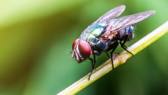 House flies are often cited as a tuberculosis threat. That worry does not seem to be the case, at least not since the end of horse-drawn transportation and the discovery of antibiotics.