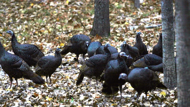 A flock of turkey hens scratches for leftover acorns under some trees.