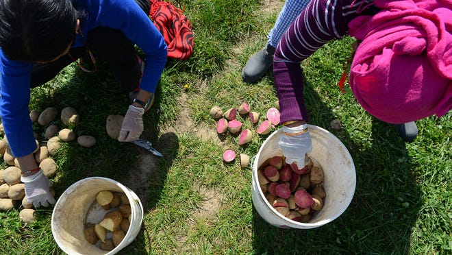 Devi Dahal, front, and Bhuwani Pondey, cut and sort potatoes before planting them Friday, at the Greater Lansing Food Bank's community garden and CSA field. The potatoes will be used as part of the food bank's CSA boxes.