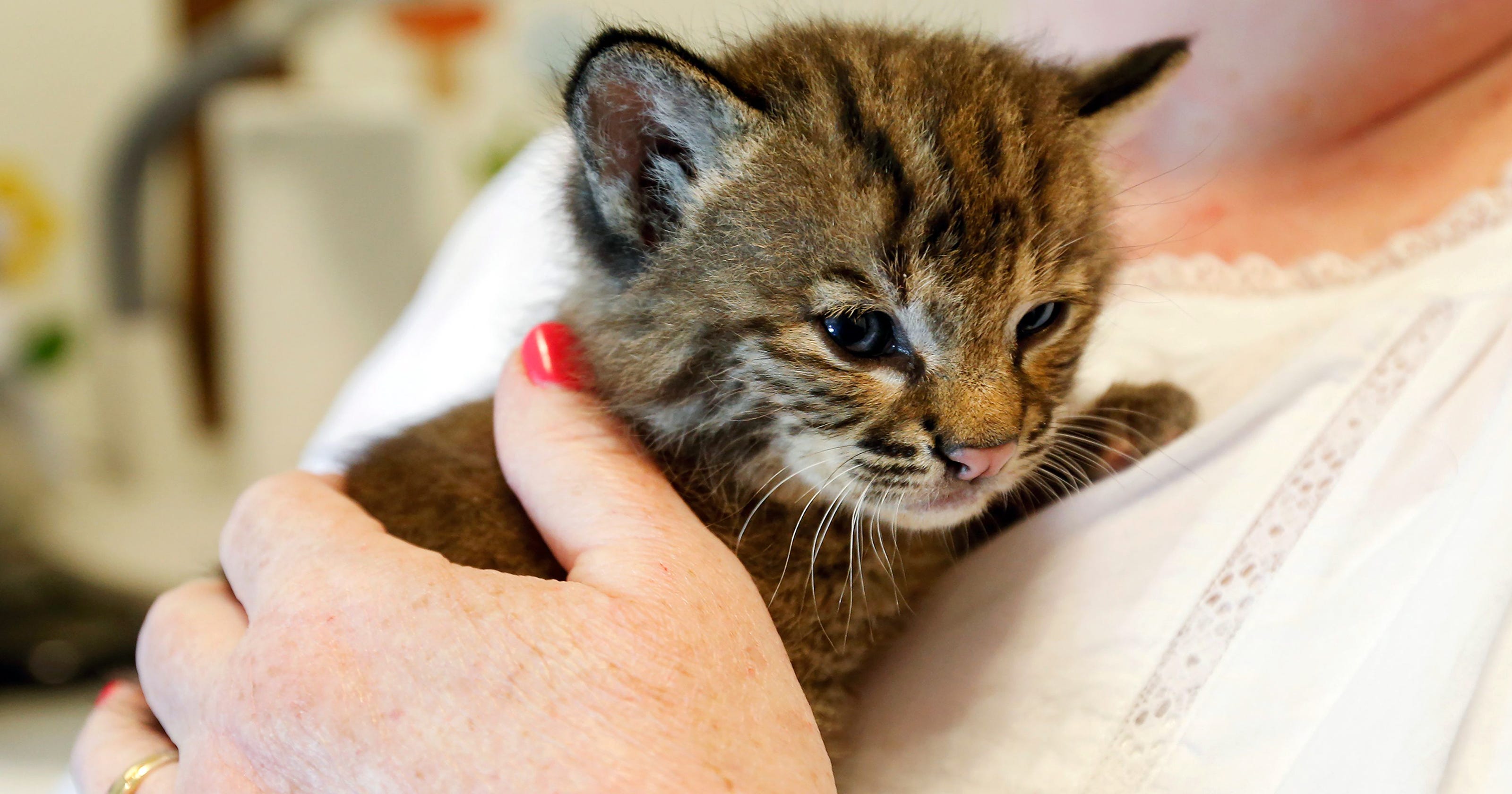Rabies Fears Bobcat Kitten Euthanized After It Bit Man Who