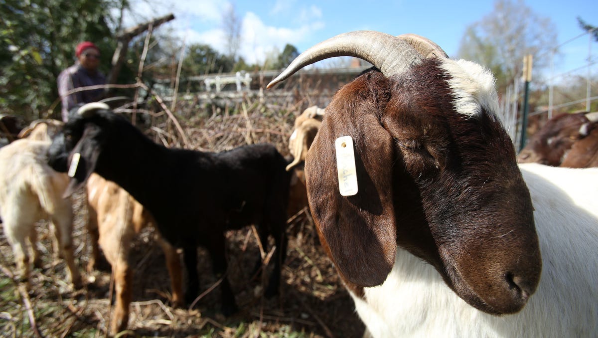 635623054615410719-SAL-Pcc-Goats-0319.5.jpg?width=1200
