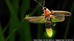 Fireflies face challenges, possible extinction across the US