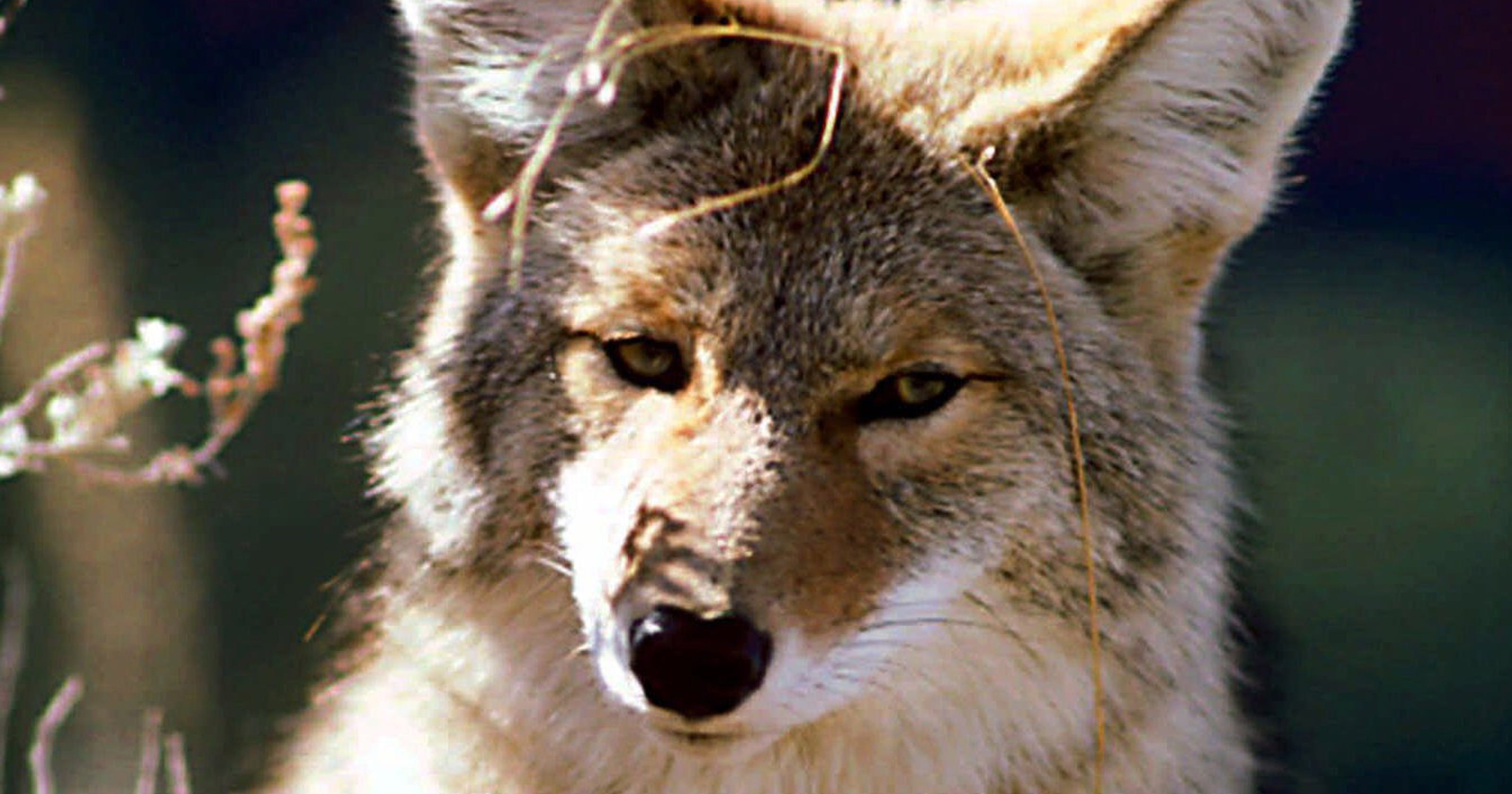 Michigan approves year-round coyote hunt