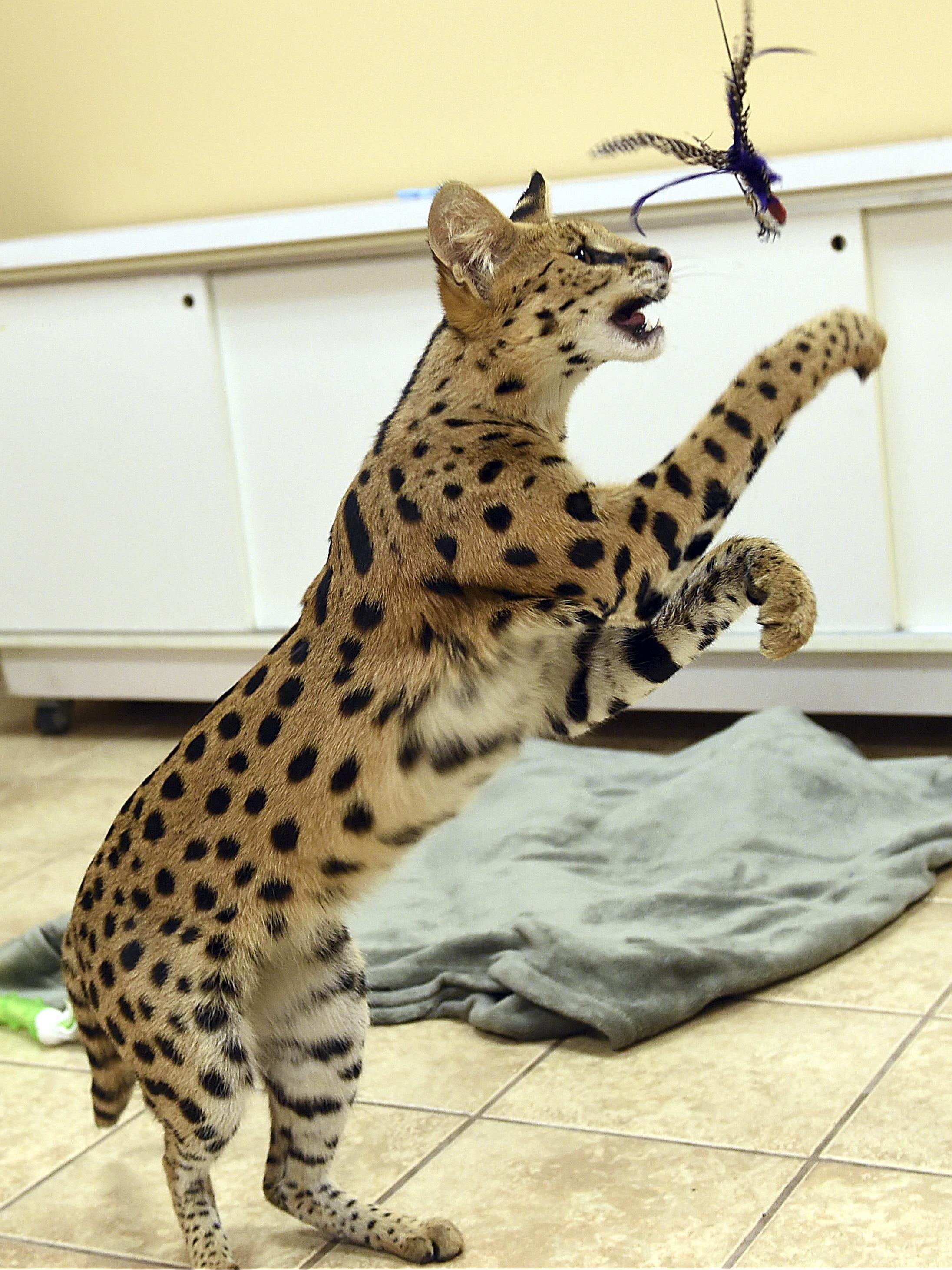 Deputy shoots wild cat after it attacked a dog and threatened deputy