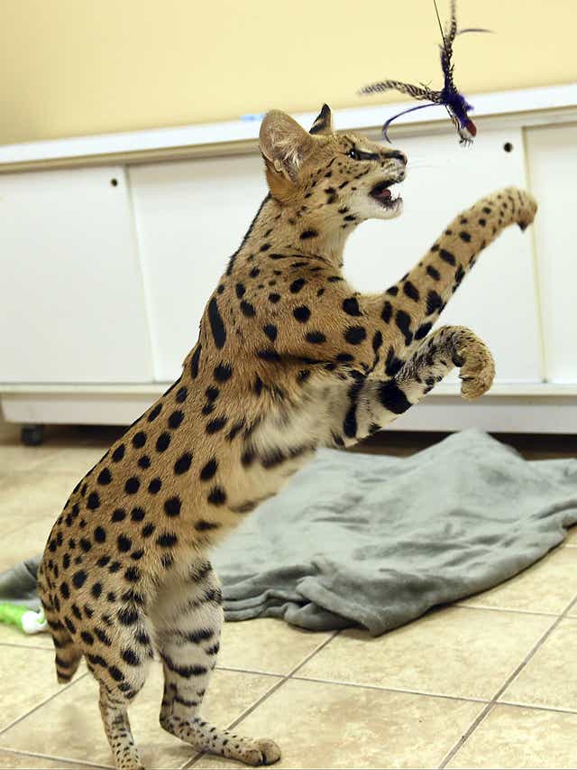 Deputy Shoots Wild Cat After It Attacked A Dog And Threatened Deputy