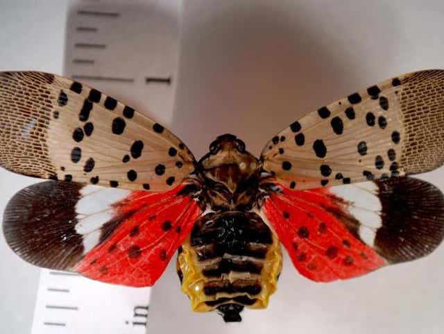 Common Moths In Nj