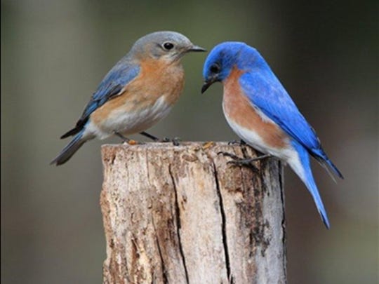 My love affair with bluebirds: column