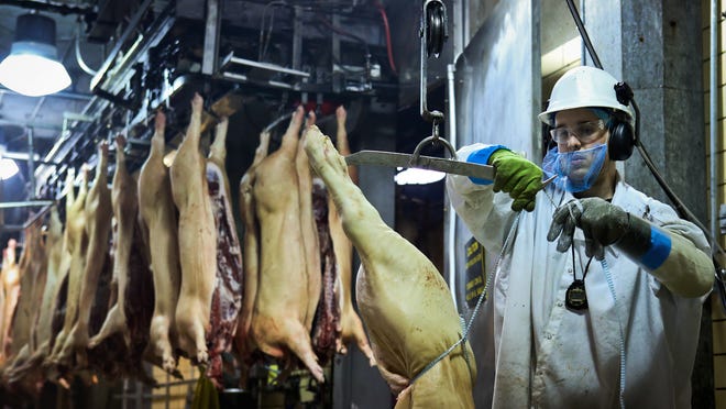 An employee inside Butchertown's JBS pork plant prepares to hang pigs to be sent down for processing Wednesday afternoon. March 19, 2014