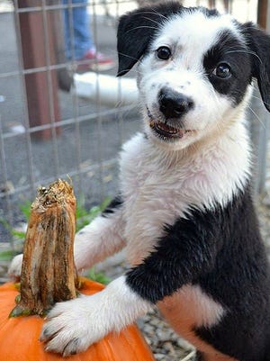 A puppy poses with a pumpkin during the recent Horseheads Animal Shelter first anniversary celebration.
