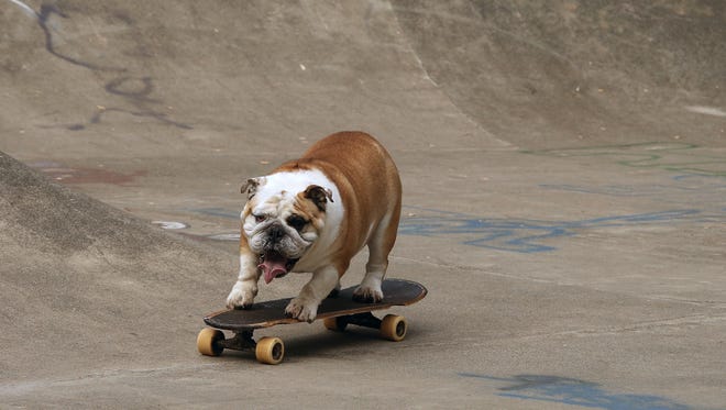 George the bulldog rides his skateboard at Bainbridge Island's Strawberry Hill Park on Friday. His owners say they didn't teach or encourage George to start skateboard, he simply started after watching a person do it.