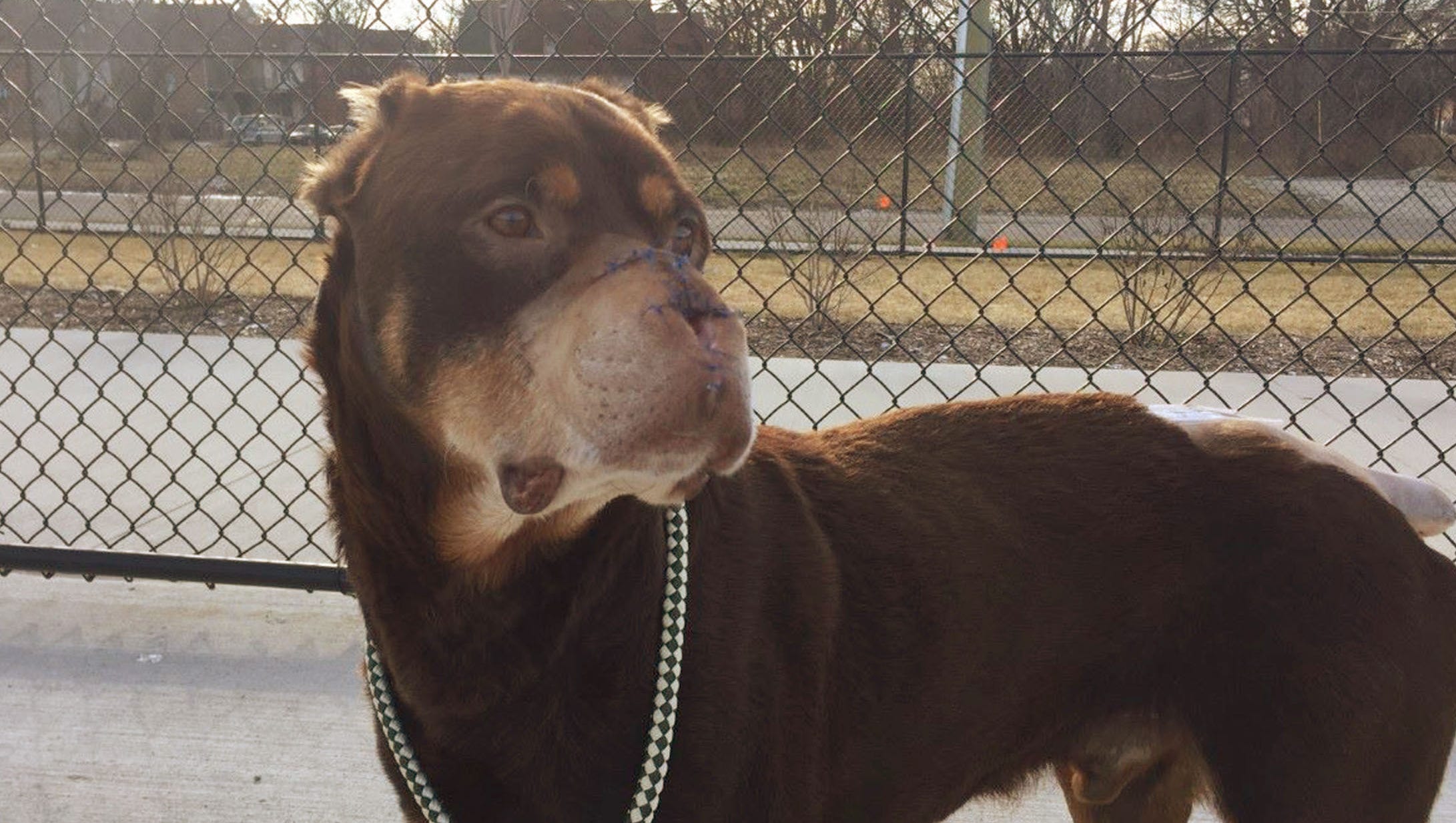 Baron Dog With Nose Cut Off Finds A Forever Home