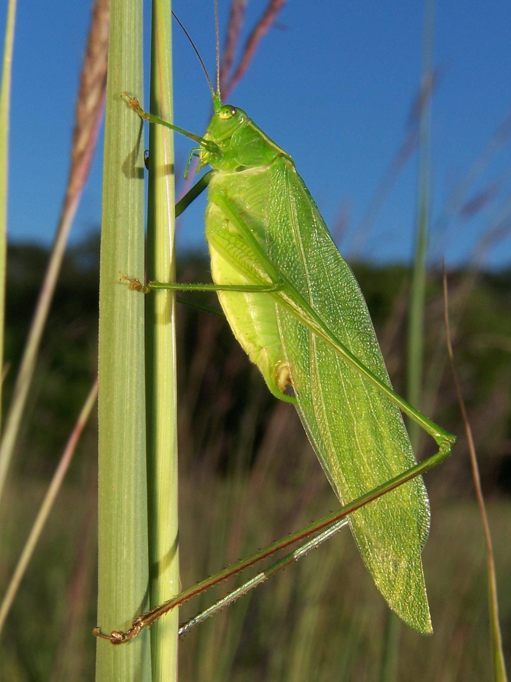 Do Cicadas Make Sound At Night